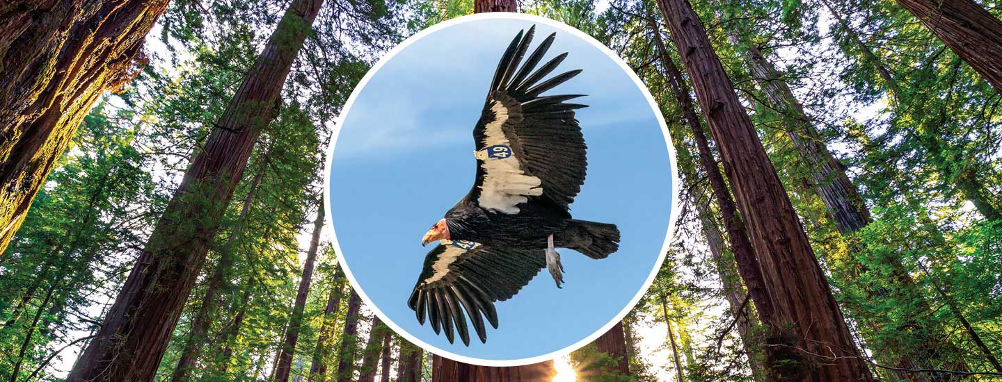 Image of a condor flying in sky above tall trees