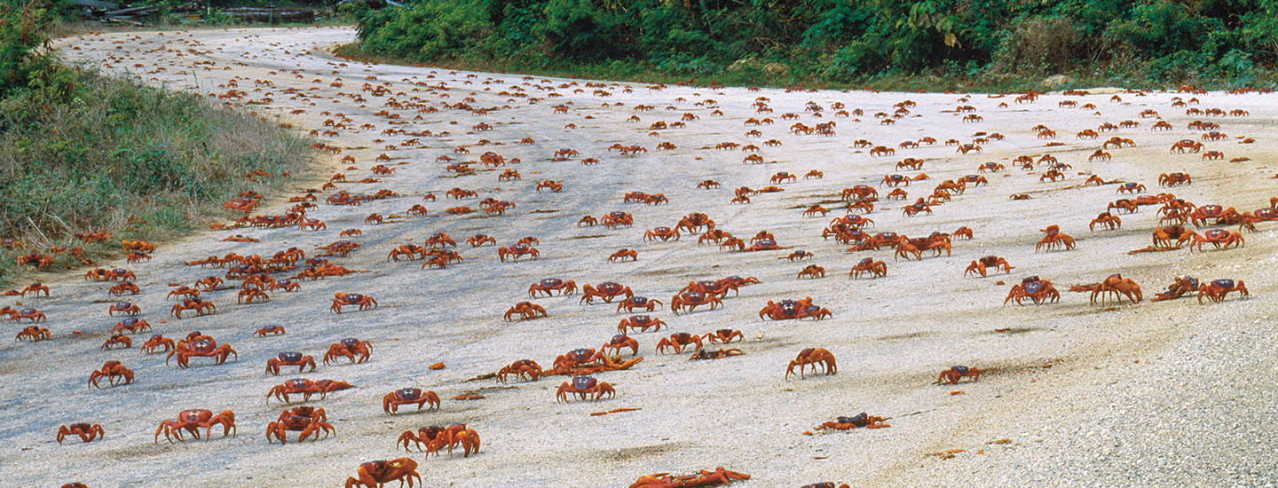 Hundreds of red crabs cover a wide road during a mass migration