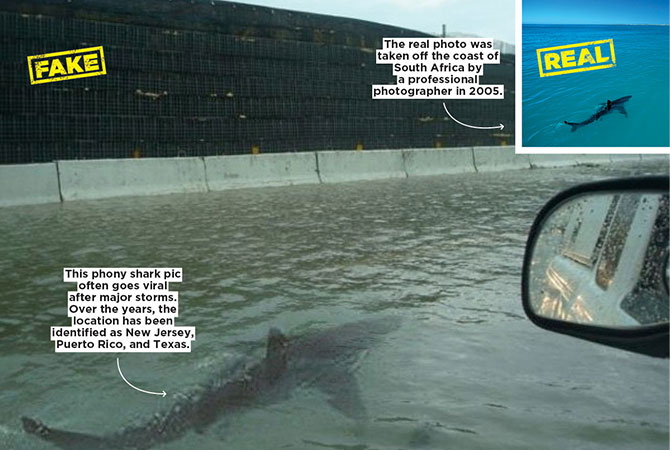 A fake picture of a shark and a real picture of a shark